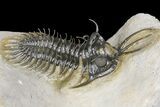 Short-Fork Walliserops Hammi Trilobite - Foum Zguid, Morocco #161462-3